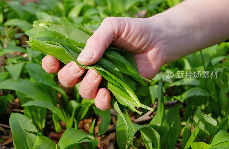 拉姆森-熊蒜- Bärlauch